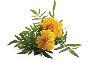 Asteraceae Family Plants Prints: Tagetes