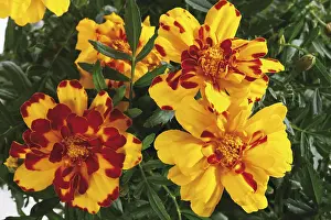Spermatophyte Plant Life Prints: Tagetes