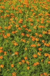 Asteraceae Plant Section Prints: Tagetes