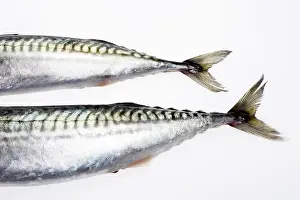 Prints of Tail of the fish Mackerel Prints: Tail of the Fish Print