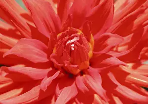 Colorful Blossom Prints: Talk blossom