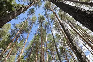 Pine Tree Photography Prints: Tall pine trees in the forest