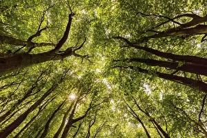 Low Angle Forest View Prints: Tall trees in forest viewed from bottom to top