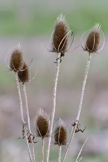 Autumn Nature Photography Prints: Teasels (Dipsacus)
