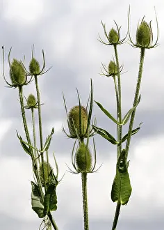 Summer Landscape UK Prints: Teasels (Dipsacus)