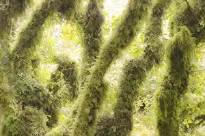 New Zealand Nature Reserve Prints: Temperate rainforest vegetation