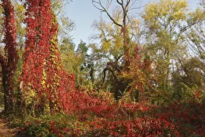 Saxony Anhalt Nature Reserve Prints: Tendrils of wild vine on a tree