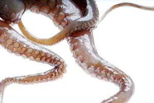 Cuttlefish Prints: Octopus Tentacles Print