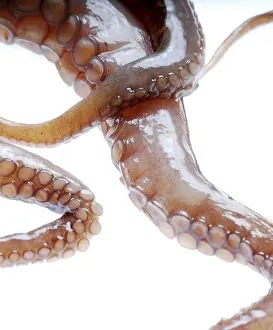 Cuttlefish Prints: Octopus Tentacles Print