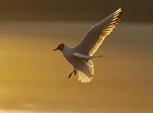 Sunset Bird Photography Prints: Tern in flight at sunset