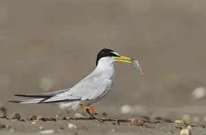 Marine Animal Photography Prints: Least Tern (Sterna antillarum)