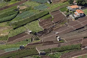 Madeira Landscape Prints: Terraced fields in Camara de Lobos