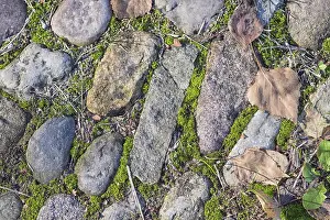 Deserted Street Paving Prints: Texture of a boulder with moss and lichen