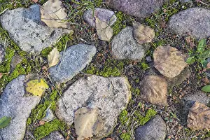 Deserted Paving Stone Prints: Texture of a boulder with moss and lichen