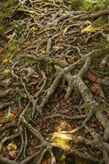 Forest Landscape Photography Prints: Texture details asymmetrical pattern of intertwined tree roots in the forest