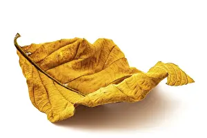 Botany Studio Photography Prints: Texture of dry leaf on white background