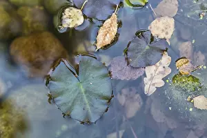 Water Surface Design Prints: Texture of duckweed on the surface of the water