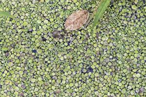 Deserted Lake Landscape Photo Prints: Texture of duckweed on the surface of the water