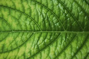Deserted Plant Life Prints: Texture of a green leaf good as background