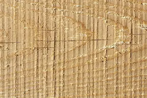 Deciduous Tree Art Prints: Texture of wood pattern background