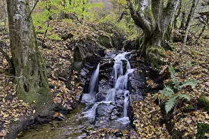 Low Mountain Range Photography Prints: Thalbach, typical small river with small waterfall steps