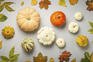 Prints of Thanksgiving or fall festive composition with different assorted pumpkins and autumn yellow leaves on light gray background top view, food photography, food photography Yellow Garden Prints: Autumn Pumpkins Print on Light Gray Background