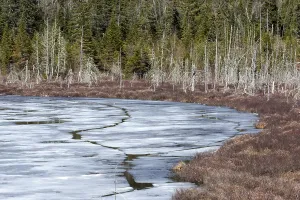 Canadian Wilderness Scenes Prints: Thaw lake in spring