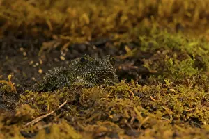 Batrachian Amphibians Prints: Theloderma corticale, exposition, Italy