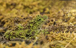 Amphibian Wildlife Photography Prints: Theloderma corticale, exposition, Italy