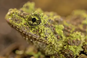 Batrachian Wildlife Images Prints: Theloderma corticale, exposition, Italy