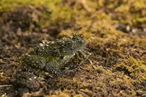 Batrachian Wildlife Images Prints: Theloderma corticale, exposition, Italy