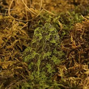 No People Nature Scene Prints: Theloderma corticale, exposition, Italy