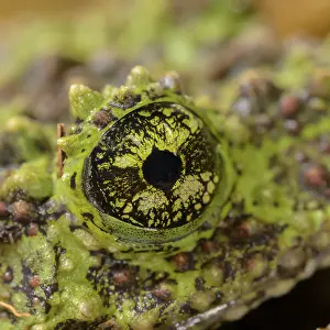 Batrachian Wildlife Images Prints: Theloderma corticale, exposition, Italy