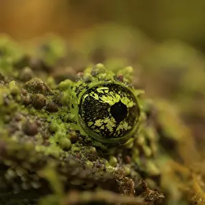 Amphibians In The Wild Prints: Theloderma corticale, exposition, Italy