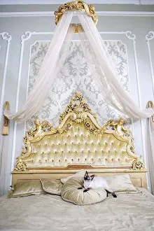 Luxury Cat Prints: The theme is luxury and wealth