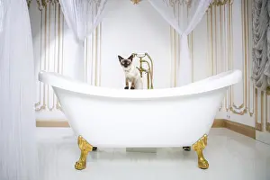 Luxury Cat Prints: The theme is luxury and wealth