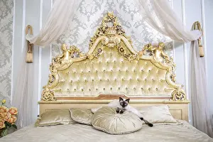 Luxury Cat Prints: The theme is luxury and wealth