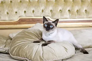 Domestic Animal Breed Image Prints: The theme is luxury and wealth