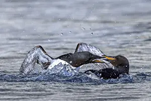 Arctic Ocean Wildlife Prints: Two thick-billed murres