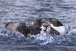 Polar Region Animals Prints: Two thick-billed murres