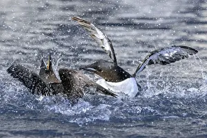 Polar Region Animals Prints: Two thick-billed murres