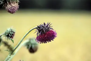 Close Up Rose Blossom Prints: Thistle