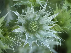 Open Air Botanicals Prints: Thistle