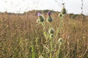 Deserted Meadow Blooms Prints: Thistle on a background of field of grass