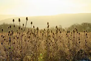 Hesse Nature Photography Prints: Thistle in the light of sunrise