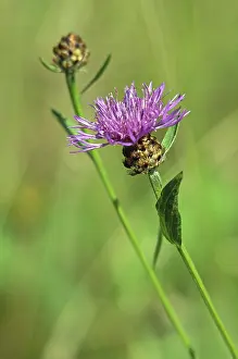 Uninhabited Landscape Prints: Thistle plant