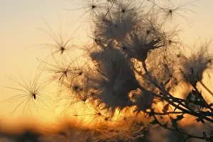 Saxony Anhalt Landscape Prints: Thistle seeds backlit by the setting sun