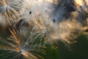 Atmospheric Evening Light Germany Prints: Thistle seeds backlit by the setting sun