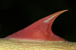 Prickly Plant Prints: Thorn on a stem