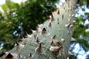 Open Air Landscape Photography Prints: Thorns